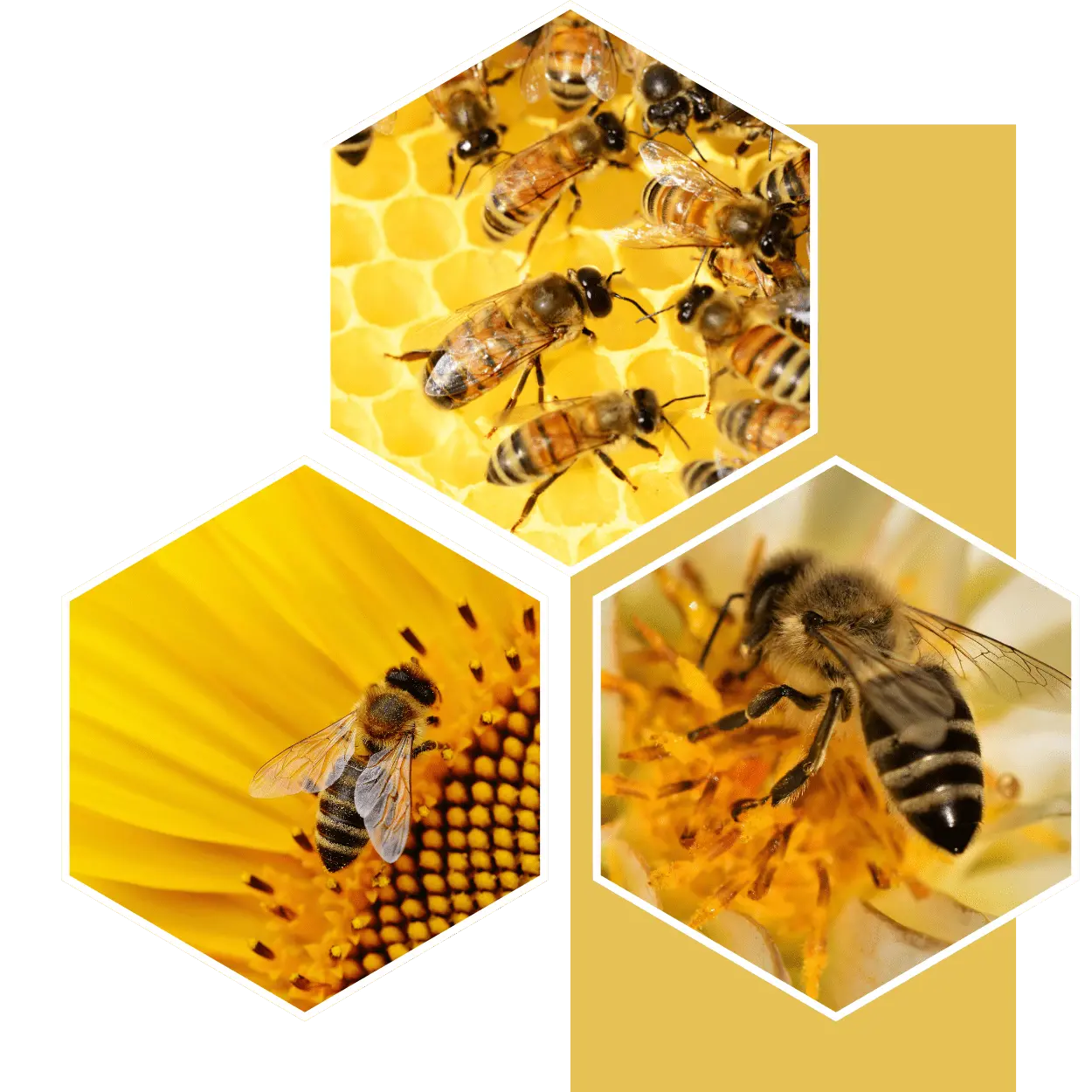 POTPUNO NEOŠTEĆEN - Pogodno za pčele